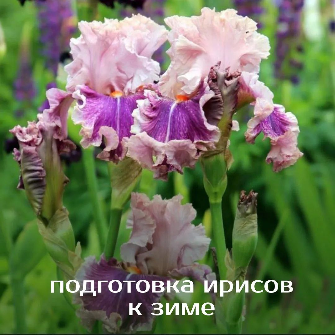 Подготовка БОРОДАТЫХ ИРИСОВ к ЗИМЕ! | цветы и растения