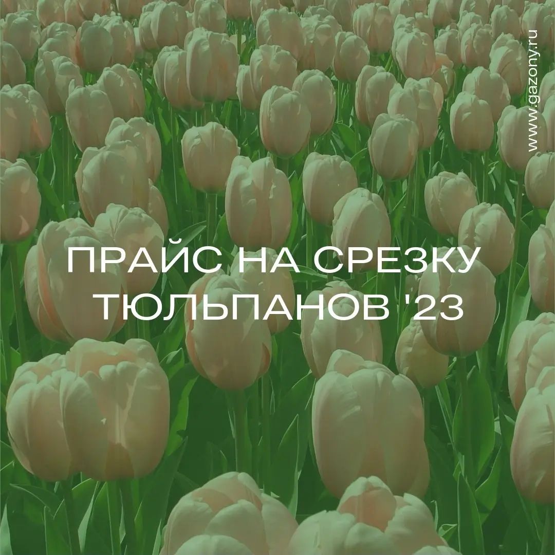 С 13 НОЯБРЯ принимаем заказы от ОПТовых покупателей на срезку тюльпанов к 8 марта 2023!