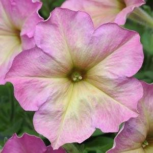 Петуния многоцветковая (Petunia multiflora) Debonair F1 (rose dusty
