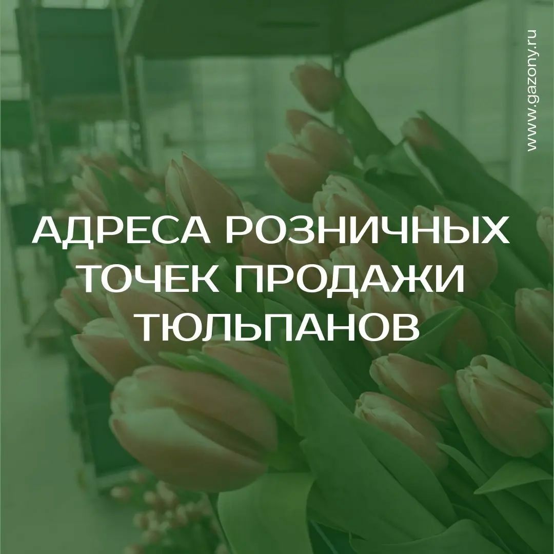 Розничные точки продажи тюльпанов: | Новосибирск питомник
