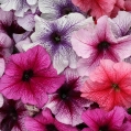 Петуния крупноцветковая (Petunia grandiflora) "PRISM F1" (Fruit icecream) (ячейка 84) | купить