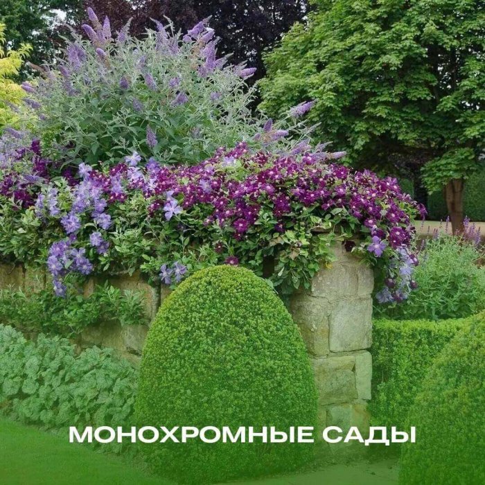 Монохромные сады | питомник саженцов