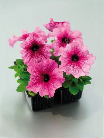 Петуния крупноцветковая (Petunia grandiflora) Tango F1 (Plum