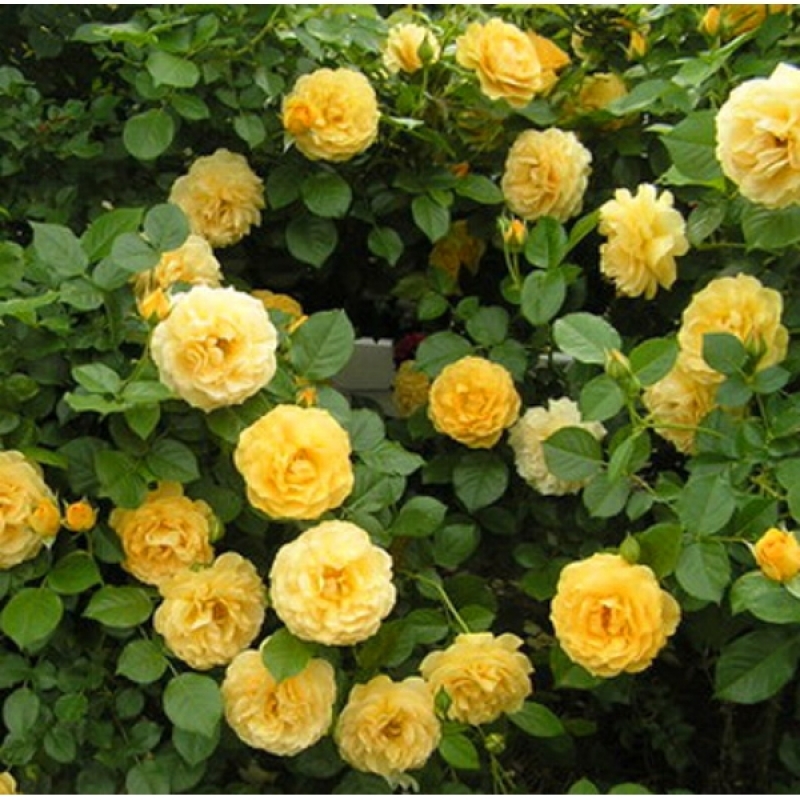 Роза флорибунда Friesia Фрезия : С2/3 | Сибирские газоны - Сибирские  газоны