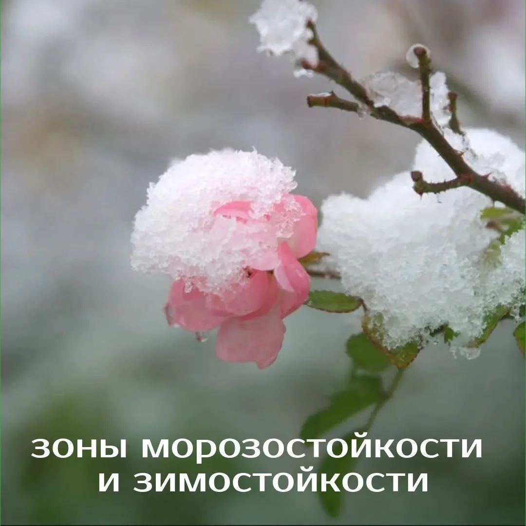 Зоны морозостойкости и зимостойкости | цветы и растения