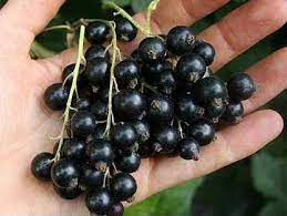 Смородина черная Ribes nigrum "Поклон Борисовой" : Р9