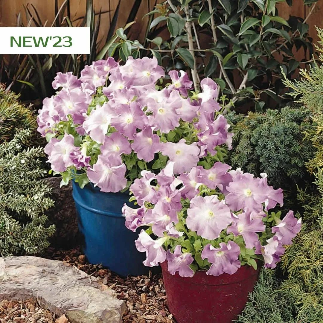 Петуния крупноцветковая (Petunia grandiflora) "Supercascade F1" (Lilac)