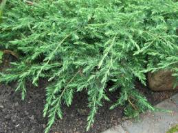 Можжевельник обыкновенный Juniperus communis "Green Carpet" : С2, h=20-30 | купить
