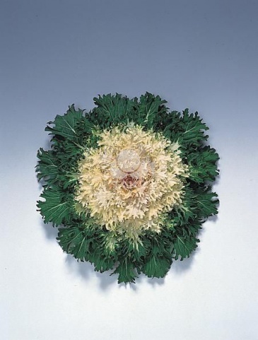 Капуста декоративная (Brassica oleracea) Coral Prince F1