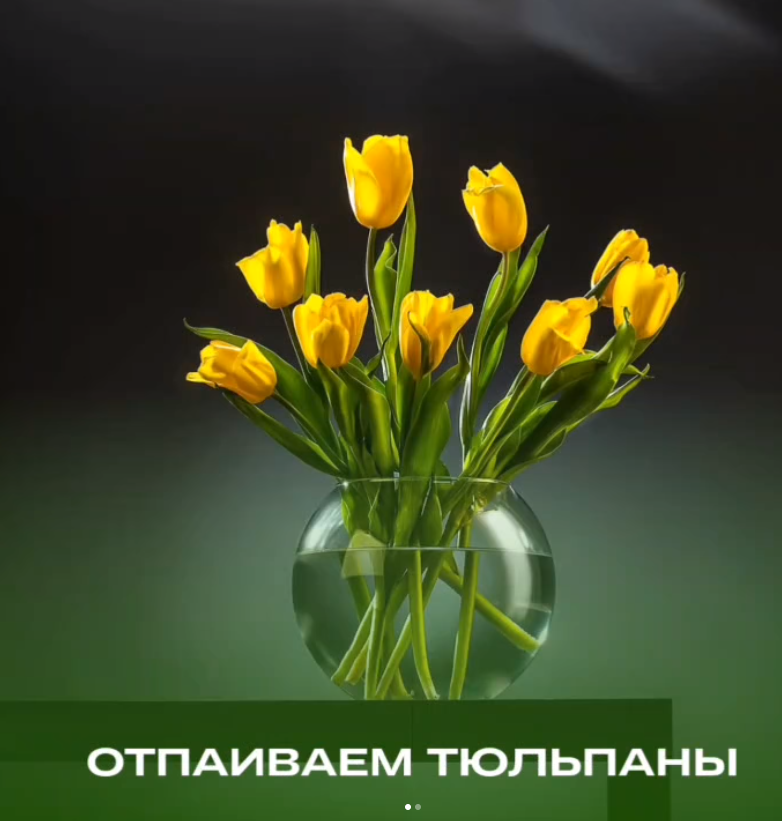 Отпаиваем тюльпаны | цветы и растения