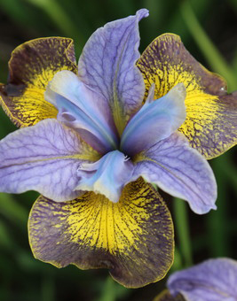iris-sibirica-uncorked-4