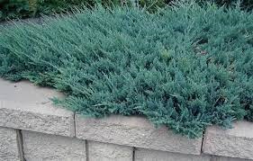 Можжевельник прибрежный Juniperus conferta "Blue Pacyfic" : C7,5, h=30-40 | купить