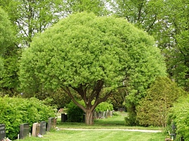 Ива ломкая Булата Salix Fragilis (Ком+сетка), h=150-170