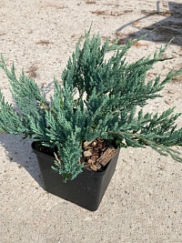 Можжевельник горизонтальный Juniperus horizontalis `Blue Chip` : C2, h=20-30 | купить