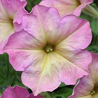 Петуния многоцветковая (Petunia multiflora) "Debonair F1" (rose dusty) (ячейка 6) | купить