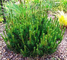 Сосна горная Pinus mugo var."Pumilio" Россия : C3, h=30-35 | купить