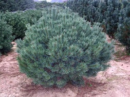 Сосна обыкновенная Pinus sylvestris `Watereri` : С5, h=30-40 | купить