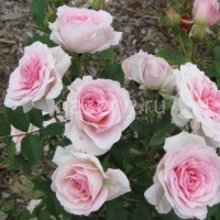 Роза шраб Blush "Блаш" : C5 | купить