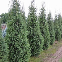 Ель обыкновенная Picea abies "Cupressina" : С12, h=100-120 | купить