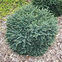 Ель сербская Picea omorika "Karel" : С5, h=30-35 | купить