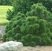 Сосна черная Pinus nigra "Helga" : C7,5, h=20-30 | купить