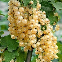 Смородина Белая Ribes niveum "Потапенко" : Р9 | купить