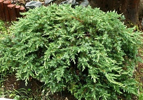 Можжевельник прибрежный Juniperus conferta "Schlager" : C3, h=20-30 | купить