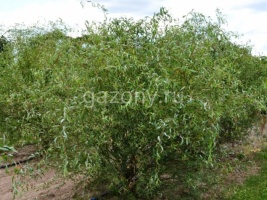 Ива Свердловская Извилистая Salix alba  (гибрид Шабурова) : С2/3 | купить