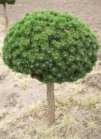 Сосна горная Pinus mugo 'Sherwood Compact': C12, Pa=100 | купить