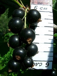 Смородина черная Ribes nigrum "Shadriha" : P9, h=15-25