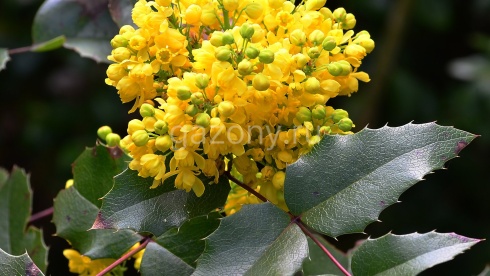 magoniya-padubolistnaya-mahonia-aquifolium-cvetenie-v-aprele-mae