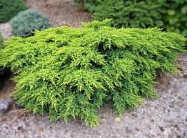 Можжевельник средний Juniperus pfitzeriana 'Pfitzeriana Compacta' Россия : С3, h=20-30 | купить