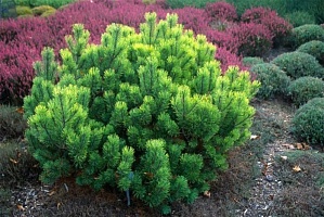Сосна горная "Pinus mugo 'Sunshine'  С7,5 h=20-30 | купить