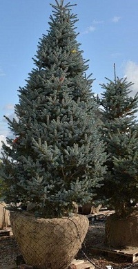 Ель колючая Picea pungens "Glauca" : С5, h=40-50 | купить