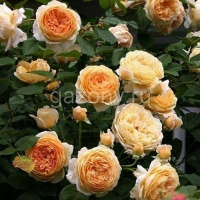 Роза английская Crown Princess Margareta "Кроун Принцесса Маргарет" : С5/7,5 | купить