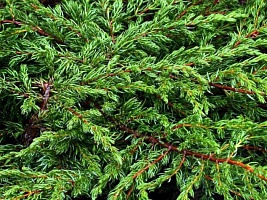 Можжевельник обыкновенный Juniperus communis "Repanda" : C2, h=30-40 | купить