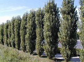 Тополь пирамидальный Populus nigra italica : (Ком+сетка), h=300-350 | купить