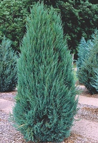 Можжевельник скальный Juniperus scopulorum 'Blue Arrow' : C7,5, h=80-100 | купить