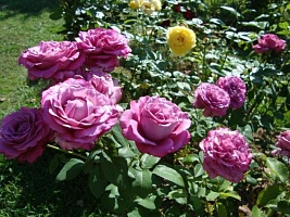 Роза чайно-гибридная роза Claude Brasser "Клод Брассер": С5 | купить