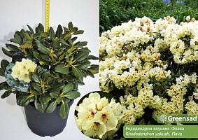 Рододендрон гибридный Rhododéndron hybrid "Flava" : С4, h=15-20 | купить