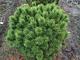 Сосна горная Pinus mugo 'Litomysl' : С7,5, h=20-40 | купить