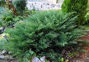 Можжевельник Пфитцера Juniperus pfitzeriana "Glauca" : С2, h=30-35 | купить