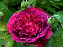 Роза английская William Shakespeare "Вильям Шекспир" : С5/7,5 | купить