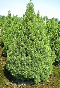 Ель канадская Picea glauca "Conica" : С10, h=70-80 | купить
