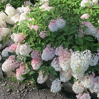 Гортензия метельчатая Hydrangea paniculata "Touch of Pink" : C10, h=30-50 | купить