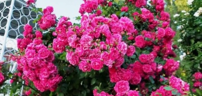 Роза плетистая Laguna "Лагуна" : С5 | купить