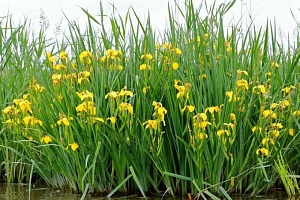 Ирис болотный "Iris pseudacorus" : С2/3 | купить
