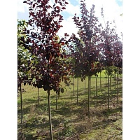 Черемуха Шуберта Prunus virginiana 'Shubert' : (Ком+сетка), h=350-400 | купить