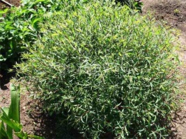 Ива белая Salix blanda "Шаровидный карлик" : Р9, h=30-50 | купить
