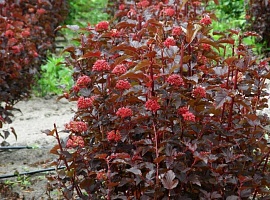 Пузыреплодник калинолистный Physocarpus opulifolius "Lady in Red" (2шт) : сумка | купить